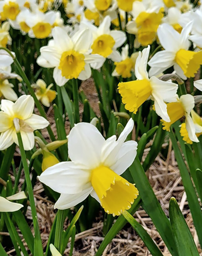 NARCIS botanický Pre Party 12/14, 100 ks